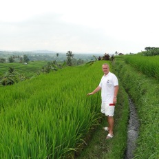 Jatiluwih Rice Terrace, Bali, island, Indonesia, ryžių, terasos, Balyje